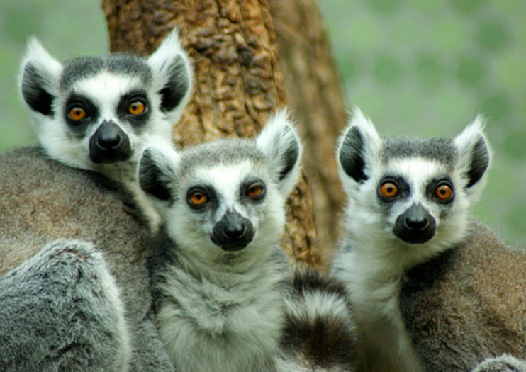 Hellabrunn Zoo (Tierpark Hellabrunn)